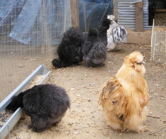 31282_2-23-2011_flock_054a.jpg