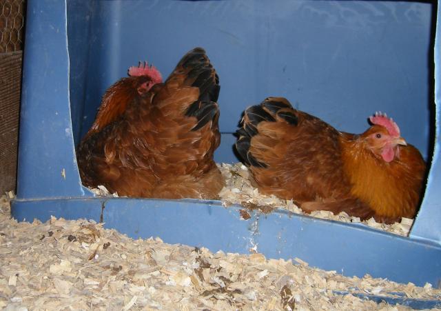31282_2-23-2011_flock_093.jpg