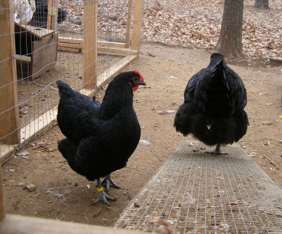 31282_2-23-2011_flock_097a.jpg