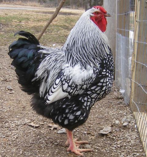 31282_2-23-2011_flock_108.jpg