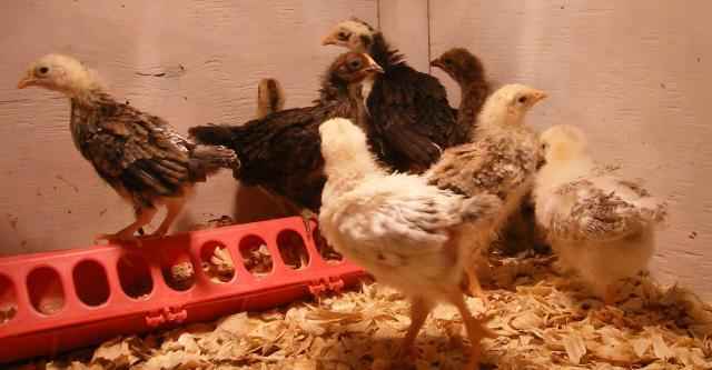31282_2-23-2011_flock_122.jpg