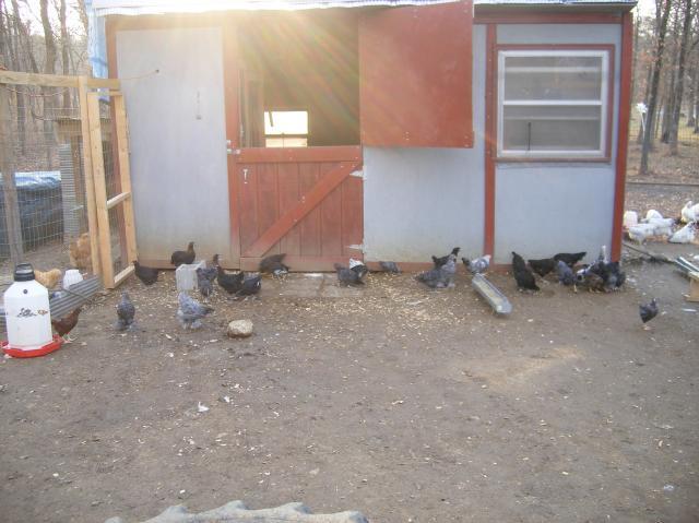 31282_2-23-2011_flock_159.jpg