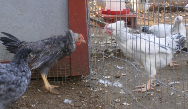 31282_2-23-2011_flock_165a.jpg