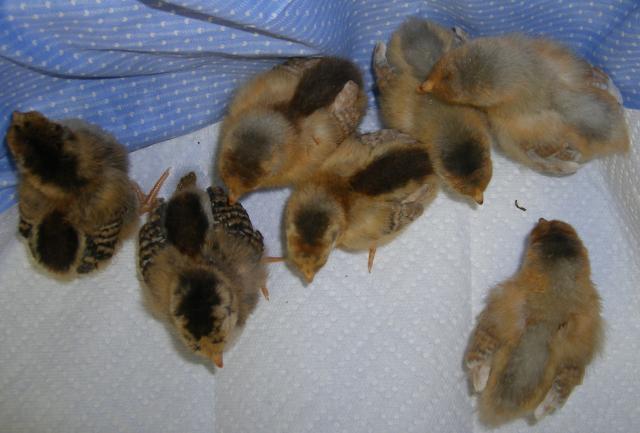 31282_3-22-2011chicks004.jpg