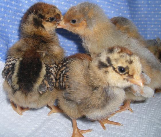 31282_3-22-2011chicks007.jpg