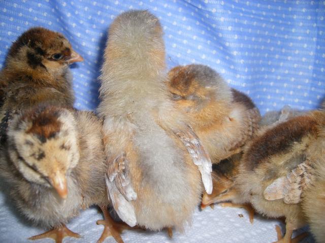 31282_3-22-2011chicks008.jpg