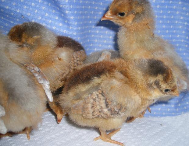 31282_3-22-2011chicks009.jpg