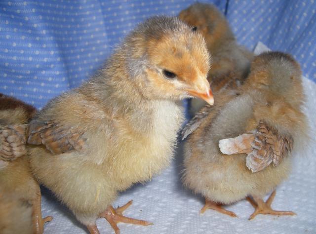 31282_3-22-2011chicks010.jpg