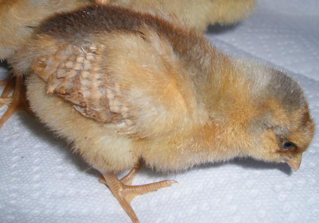 31282_3-22-2011chicks011.jpg