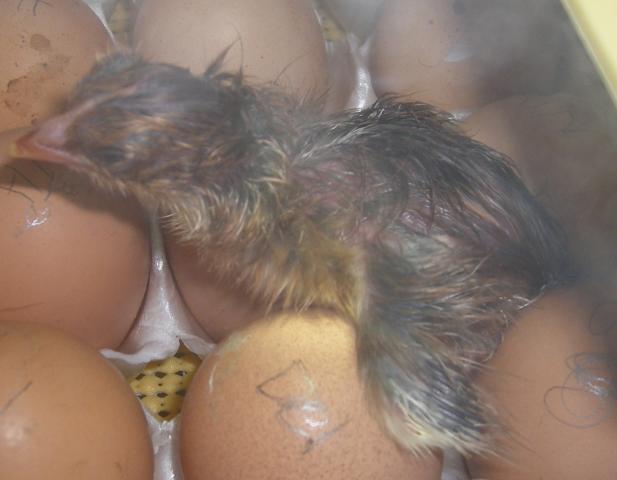 31282_3-23-2011hatch007.jpg