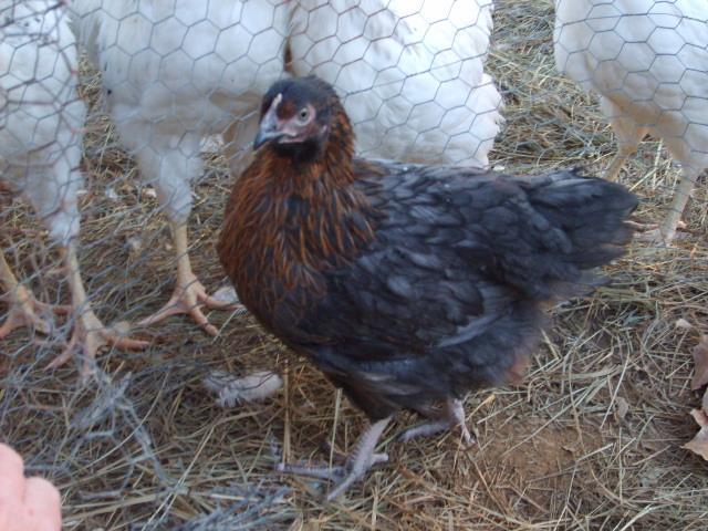 31282_3-5-10_polly_and_holly_004.jpg