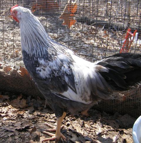 31282_3020-2011chicksandicel001.jpg
