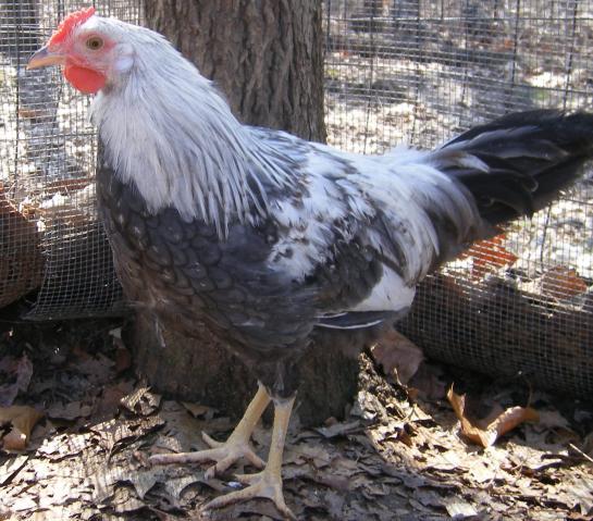 31282_3020-2011chicksandicel007.jpg