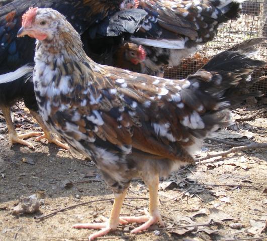 31282_3020-2011chicksandicel024.jpg