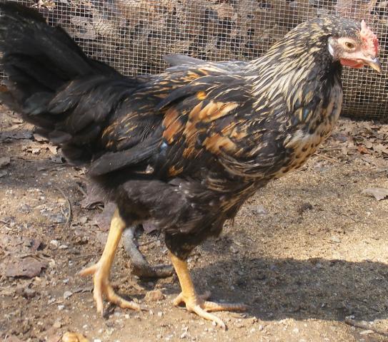 31282_3020-2011chicksandicel029.jpg