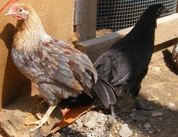 31282_3020-2011chicksandicel034a.jpg
