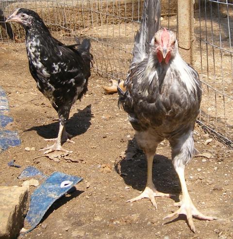 31282_3020-2011chicksandicel036.jpg