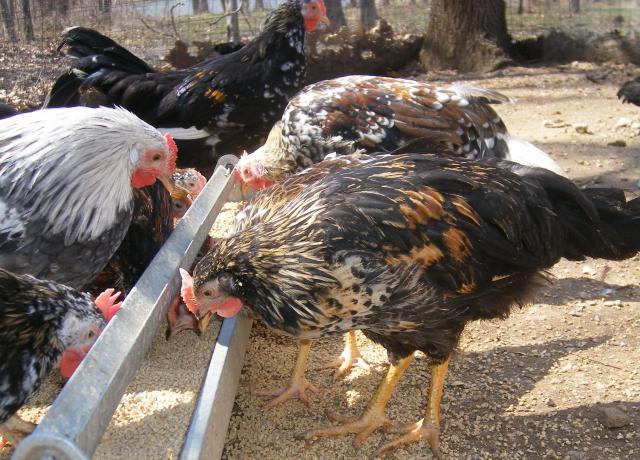 31282_3020-2011chicksandicel040.jpg