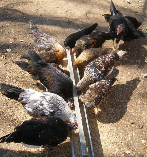 31282_3020-2011chicksandicel041.jpg