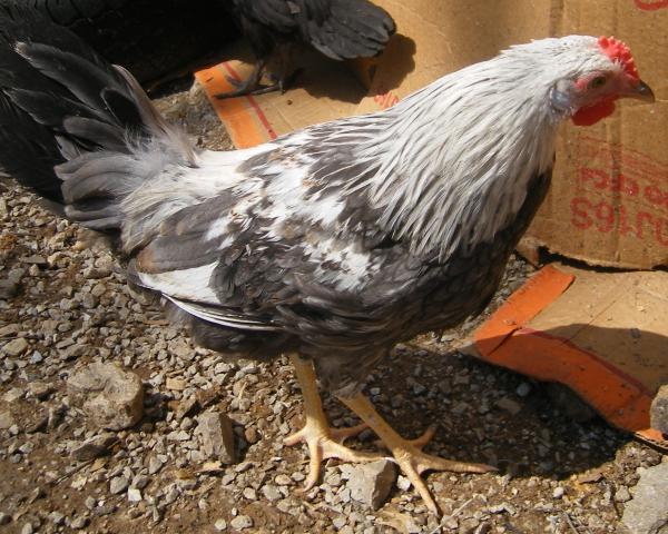 31282_3020-2011chicksandicel044a.jpg