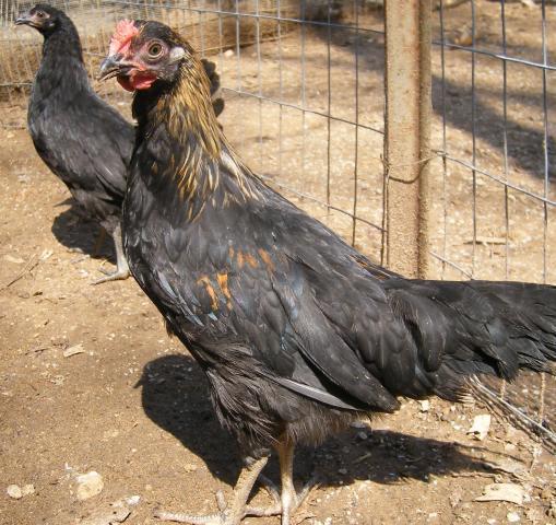 31282_3020-2011chicksandicel049.jpg