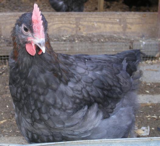 31282_3020-2011chicksandicel061.jpg