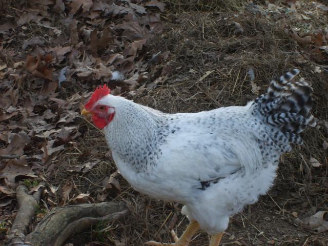 31282_4-1-10_flock_068.jpg
