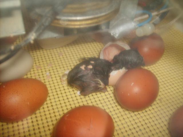 31282_4-1-10_kadins_hatch_011.jpg