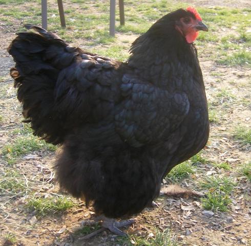 31282_4-13-2011misc033.jpg