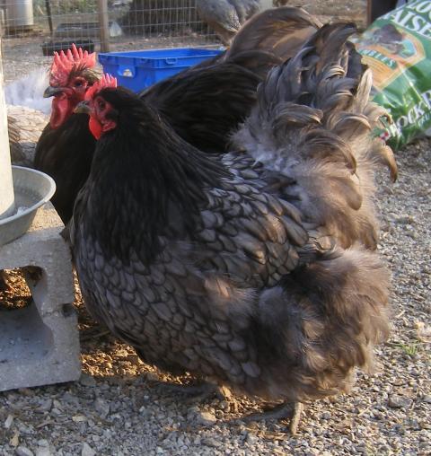 31282_4-13-2011misc035.jpg