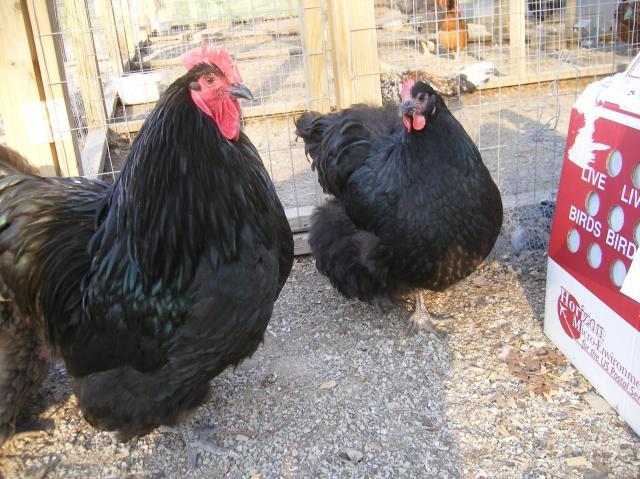 31282_4-13-2011misc037.jpg