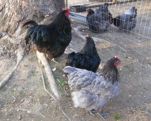 31282_4-13-2011misc046.jpg