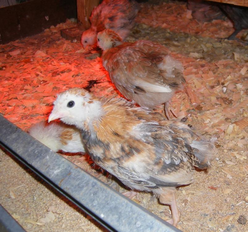 31282_4-16-2011marans15wk052.jpg