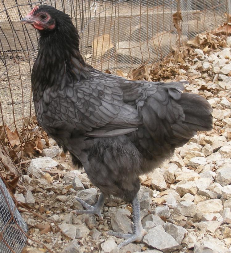 31282_4-16-2011marans15wk074.jpg