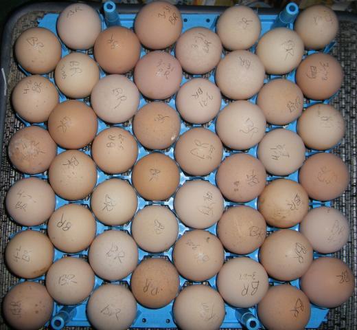 31282_4-3-2011easterhatchset001.jpg