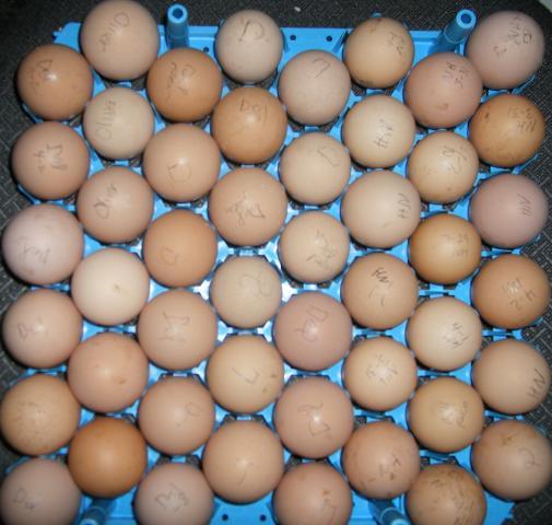 31282_4-3-2011easterhatchset002.jpg