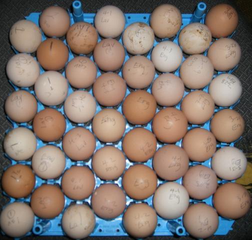 31282_4-3-2011easterhatchset003.jpg
