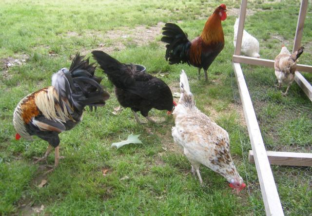 31282_5-22-2011misc005.jpg