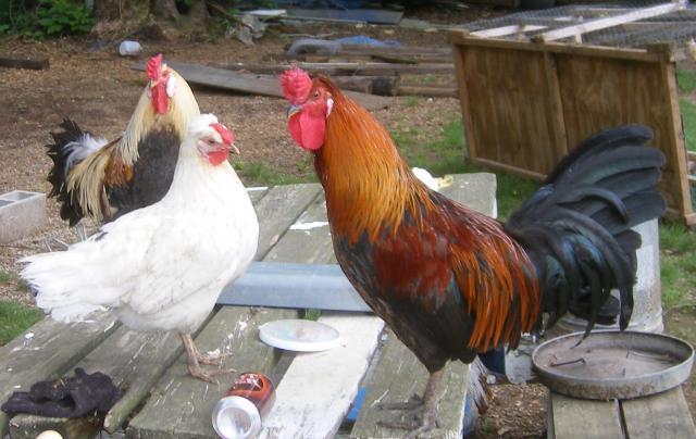 31282_5-22-2011misc022.jpg