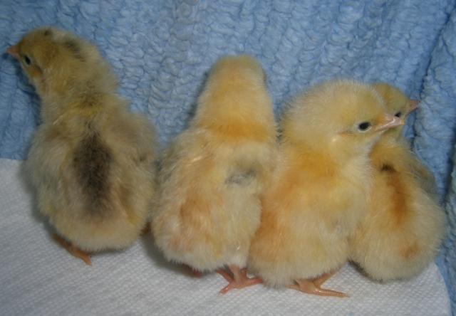 31282_5-23-11dayoldchicks004.jpg