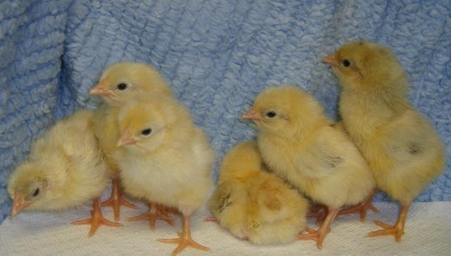 31282_5-23-11dayoldchicks010.jpg