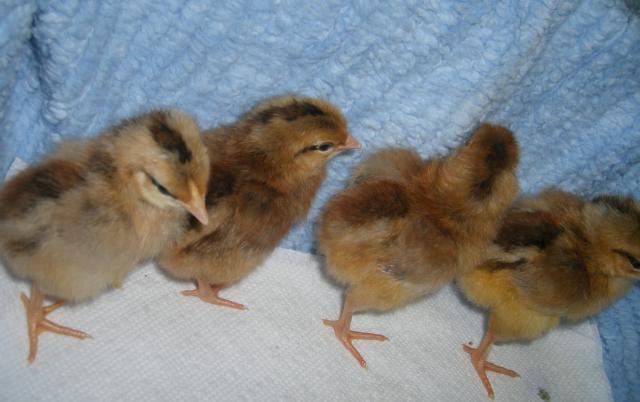 31282_5-23-11dayoldchicks012.jpg