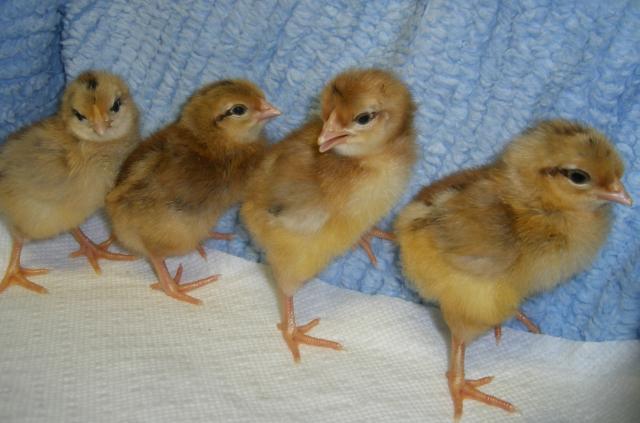 31282_5-23-11dayoldchicks013.jpg