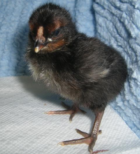 31282_5-23-11dayoldchicks020.jpg