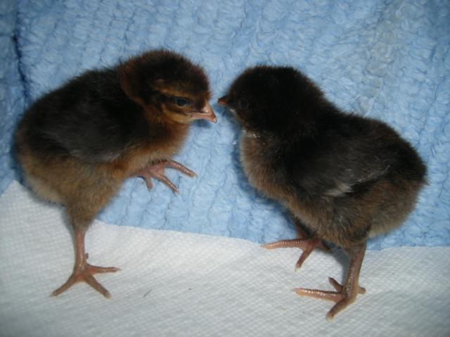 31282_5-23-11dayoldchicks021.jpg