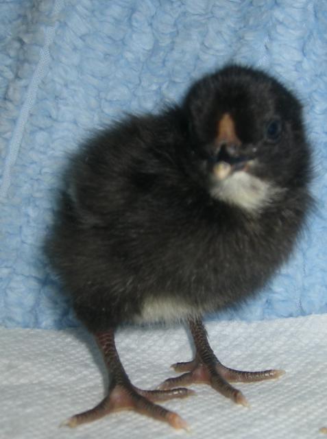 31282_5-23-11dayoldchicks023.jpg