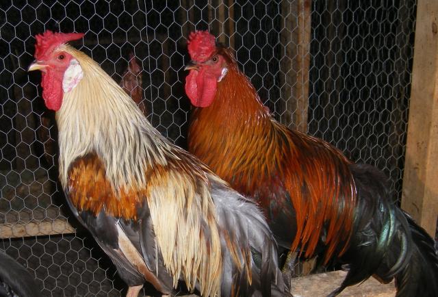 31282_6-20-11hatchplus057.jpg