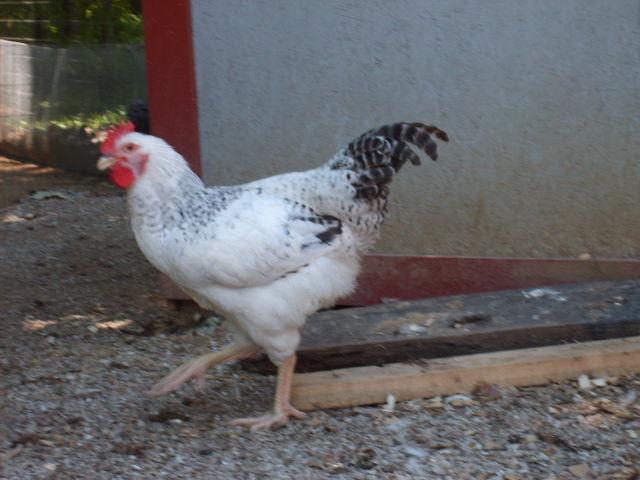 31282_7-2-10_036.jpg