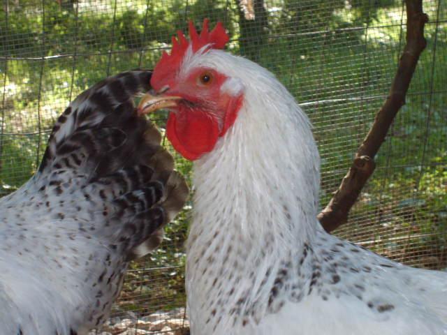 31282_7-23-10_012.jpg