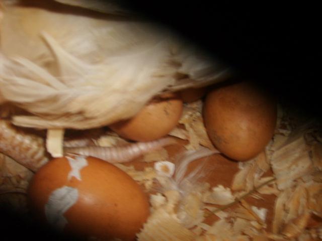 31282_7-28-10_broody_hatch_007.jpg